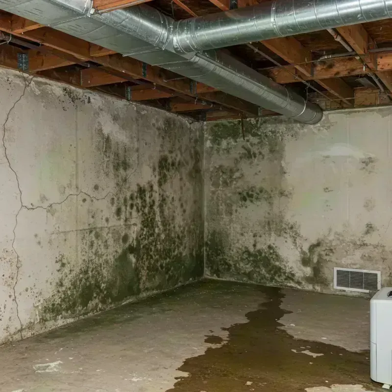 Professional Mold Removal in Big Rock, IL